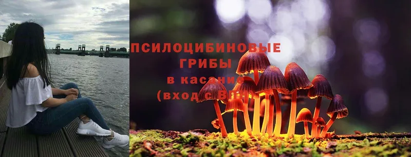 купить закладку  Белёв  Галлюциногенные грибы Psilocybine cubensis 